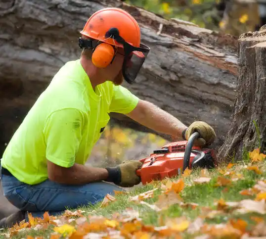 tree services Lakeland